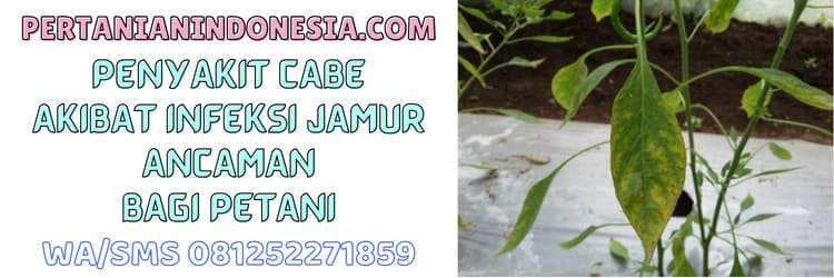 penyakit,jamur,infeksi,cendawan,cabe